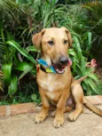 Angelito