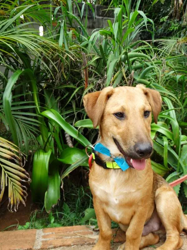 Cachorro ra a srd idade 1 ano nome Angelito