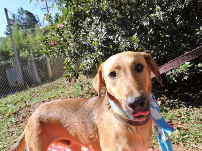 Cachorro ra a srd idade 1 ano nome Angelito