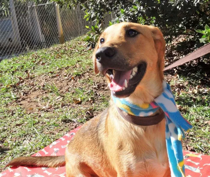 Cachorro ra a srd idade 1 ano nome Angelito