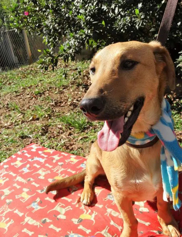 Cachorro ra a srd idade 1 ano nome Angelito