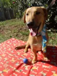 Angelito