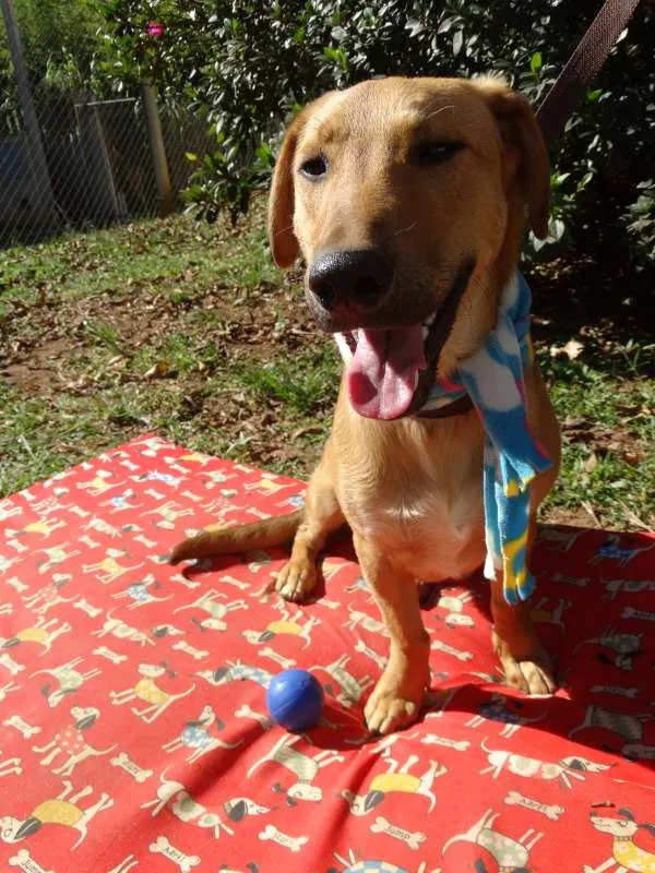 Cachorro ra a srd idade 1 ano nome Angelito