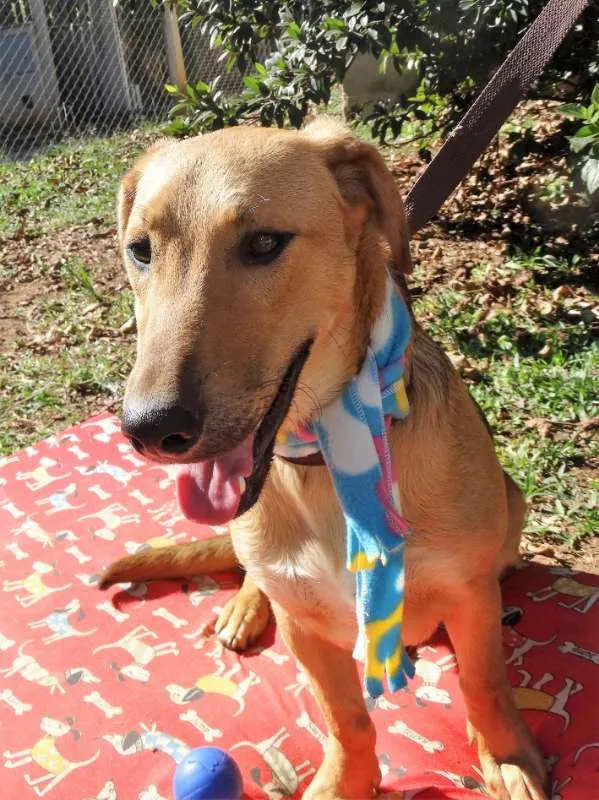 Cachorro ra a srd idade 1 ano nome Angelito