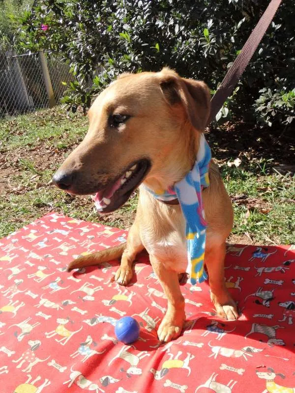 Cachorro ra a srd idade 1 ano nome Angelito