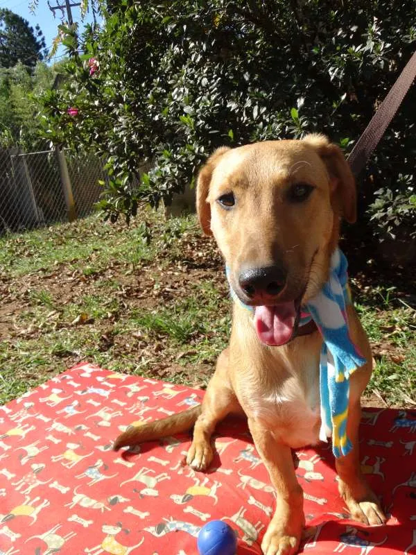 Cachorro ra a srd idade 1 ano nome Angelito