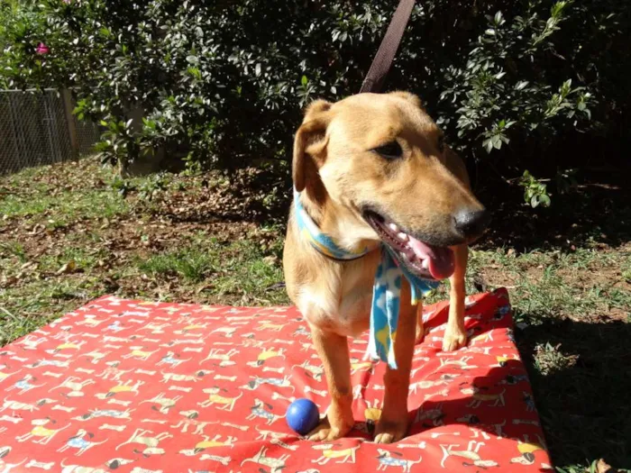 Cachorro ra a srd idade 1 ano nome Angelito