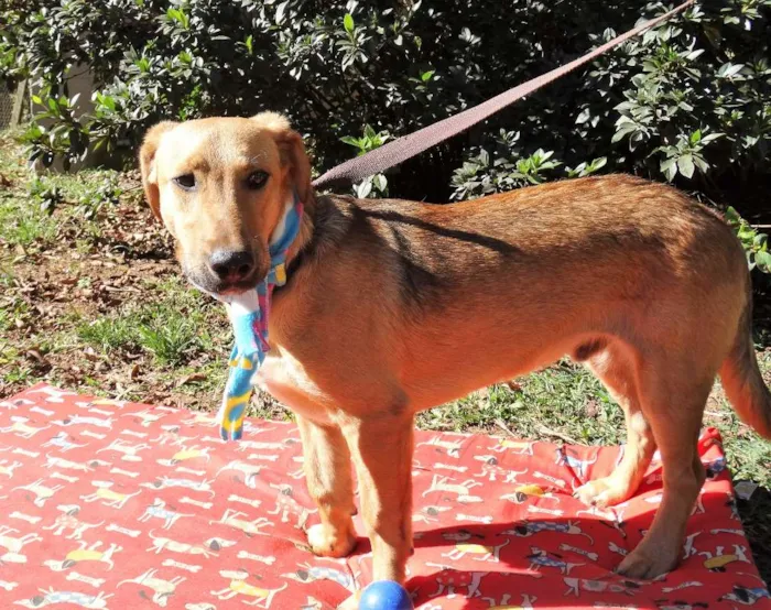 Cachorro ra a srd idade 1 ano nome Angelito