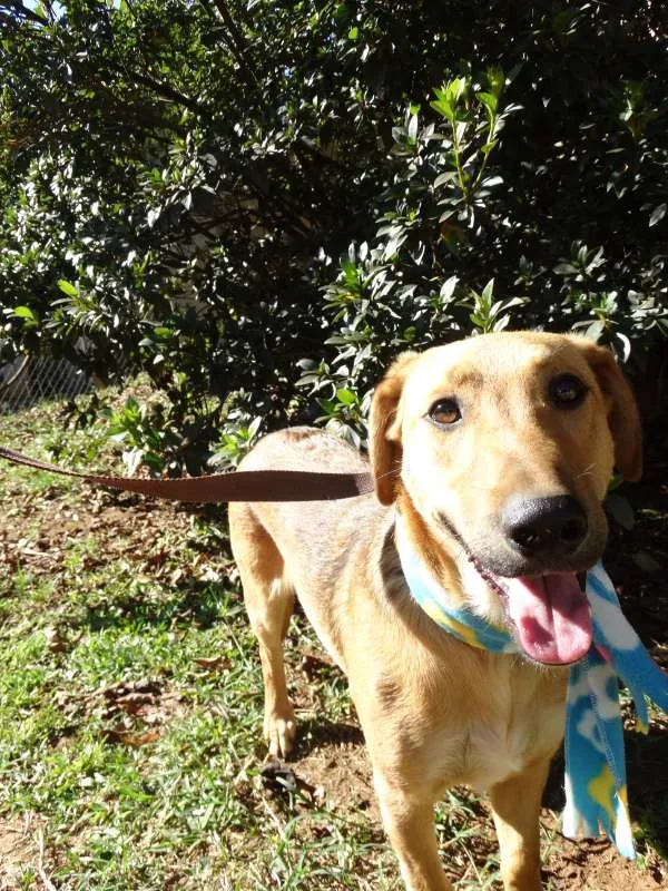 Cachorro ra a srd idade 1 ano nome Angelito
