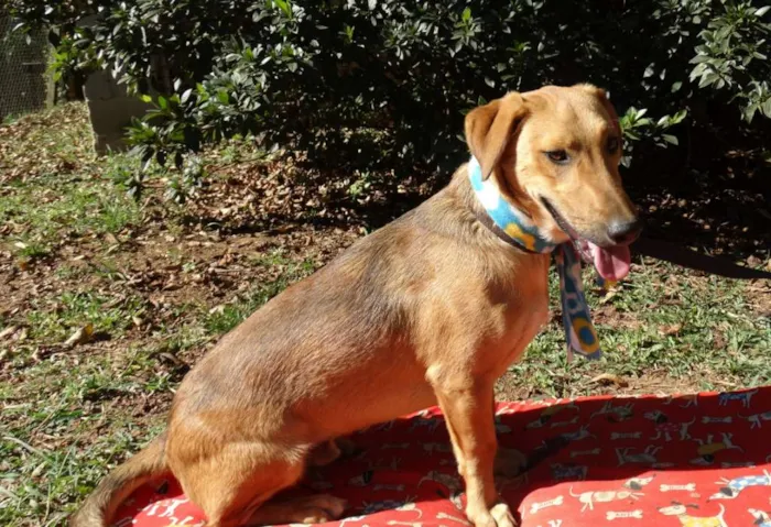 Cachorro ra a srd idade 1 ano nome Angelito
