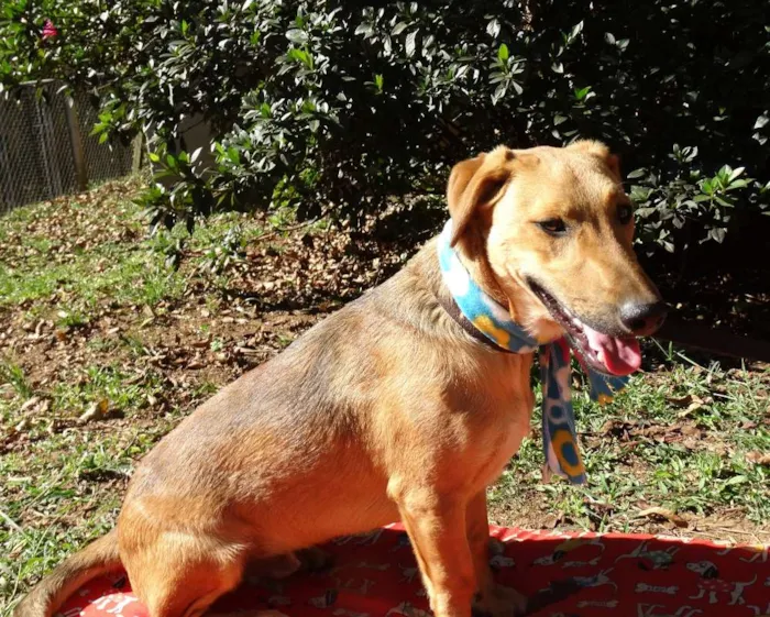 Cachorro ra a srd idade 1 ano nome Angelito