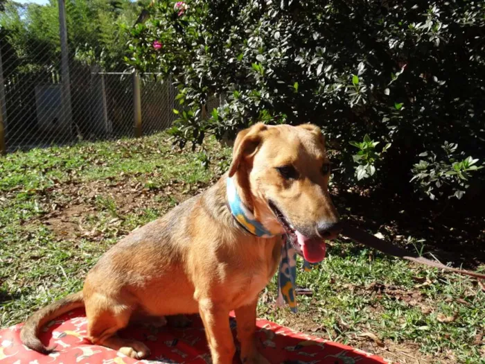 Cachorro ra a srd idade 1 ano nome Angelito