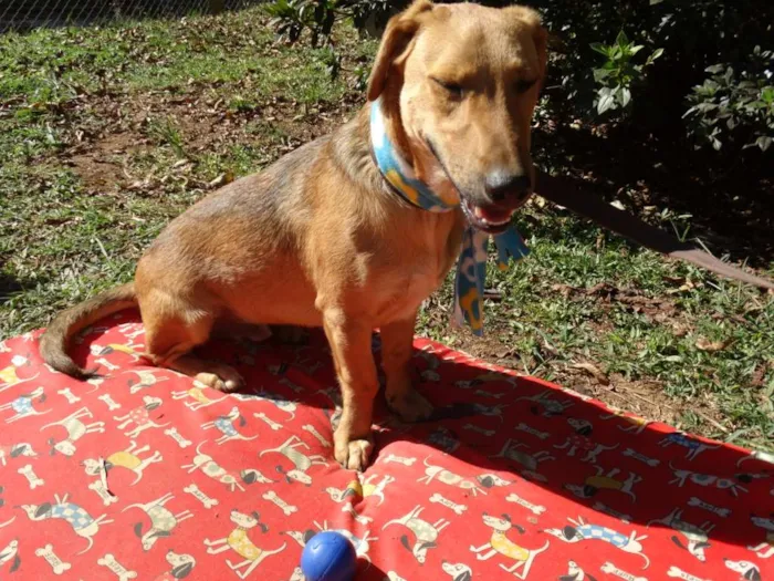 Cachorro ra a srd idade 1 ano nome Angelito