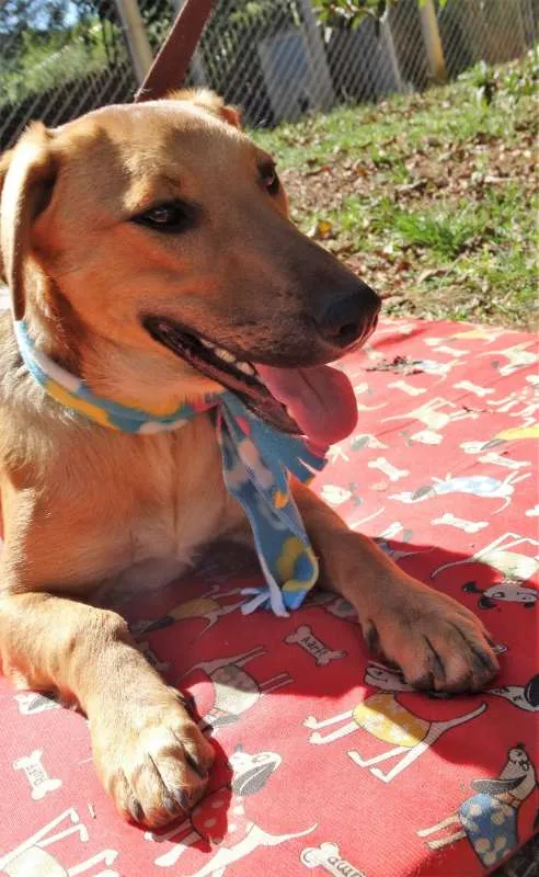 Cachorro ra a srd idade 1 ano nome Angelito