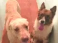 Marley e Betovem