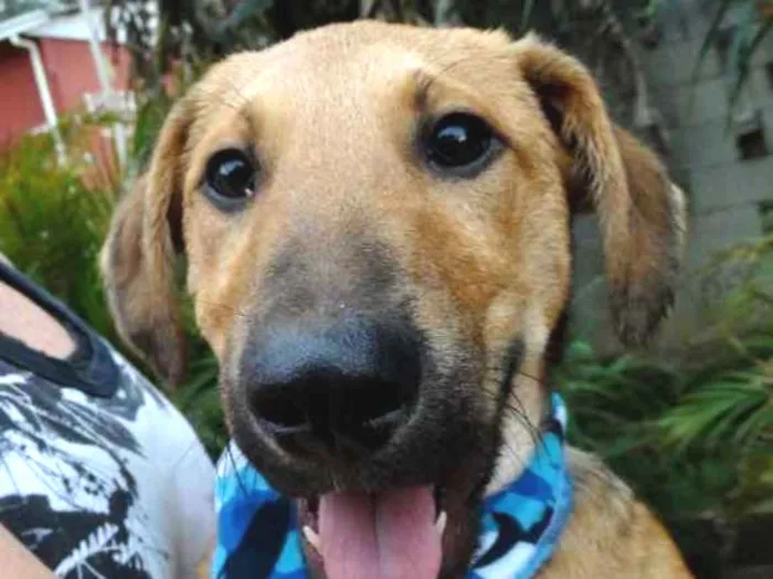 Cachorro ra a srd idade 1 ano nome Angelito