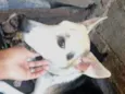 Fifi