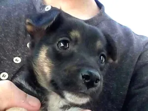 Cachorro raça Vira-lata idade Abaixo de 2 meses nome Sem nome