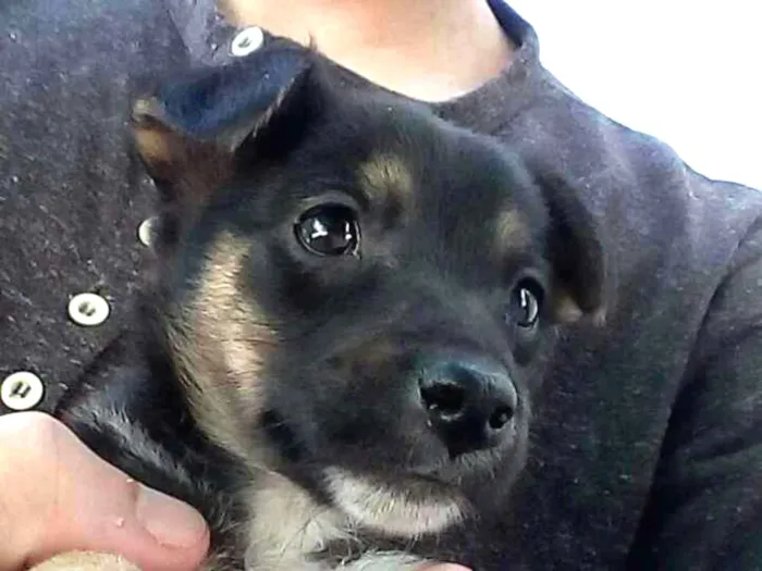 Cachorro ra a Vira-lata idade Abaixo de 2 meses nome Sem nome