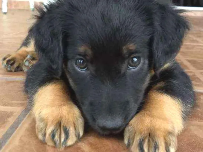 Cachorro ra a nao tem idade 2 a 6 meses nome Nika