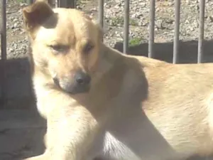 Cachorro raça Srd idade 1 ano nome Guerreiro