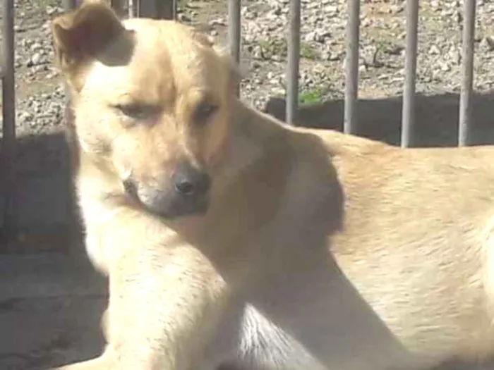 Cachorro ra a Srd idade 1 ano nome Guerreiro