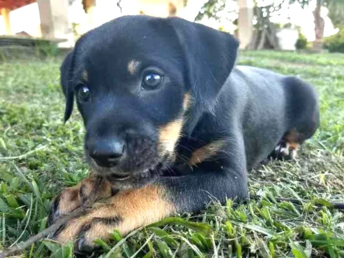 Cachorro ra a nao tem idade 2 a 6 meses nome Liz