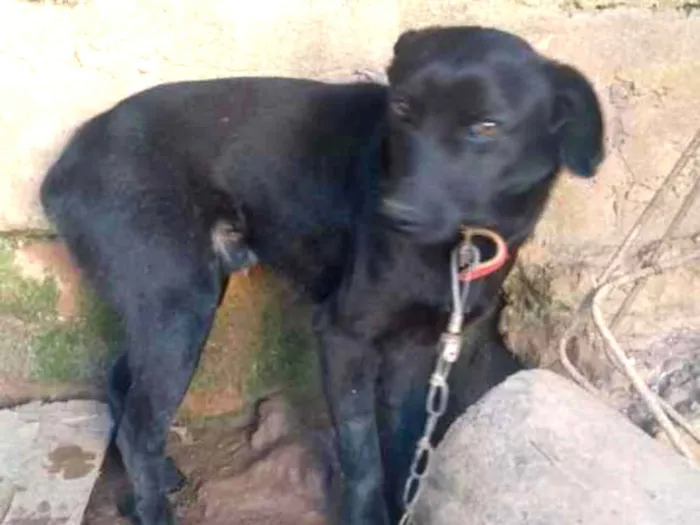 Cachorro ra a Indefinido idade 1 ano nome Luz