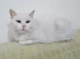 Keka 