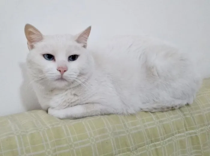 Gato ra a Srd idade  nome Keka 