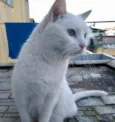 Keka 
