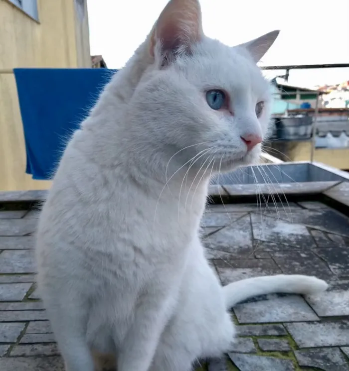 Gato ra a Srd idade  nome Keka 