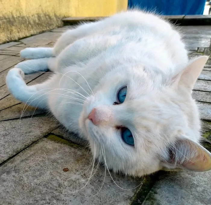Gato ra a Srd idade  nome Keka 