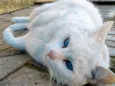 Keka 