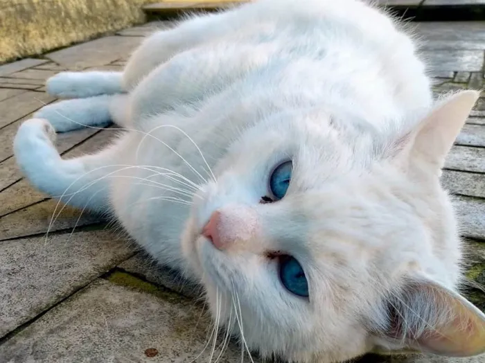 Gato ra a Srd idade  nome Keka 