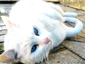 Gato raça Srd idade  nome Keka 