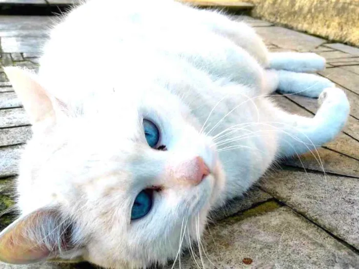 Gato ra a Srd idade  nome Keka 