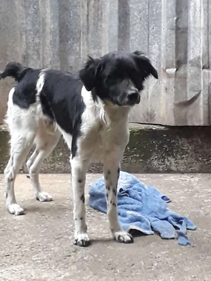 Cachorro ra a Vira lata idade 2 anos nome Wlian