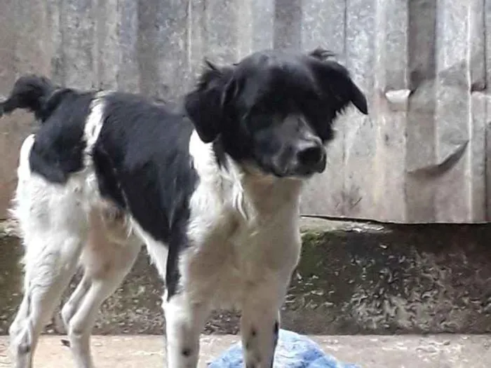 Cachorro ra a Vira lata idade 2 anos nome Wlian