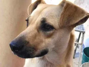 Cachorro raça Srs idade  nome Luna