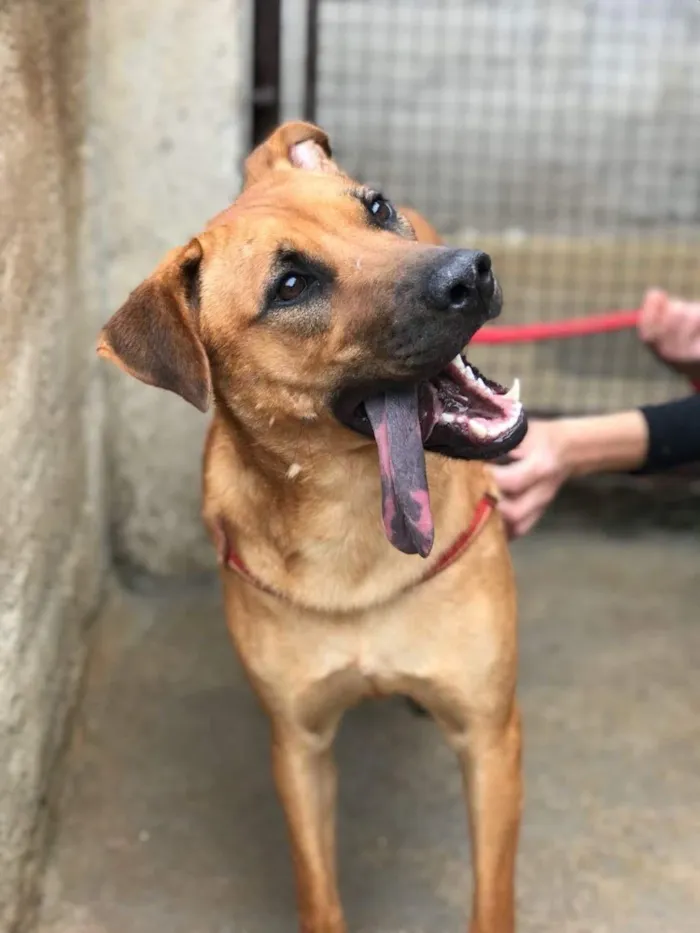 Cachorro ra a Srd idade 2 anos nome Bella