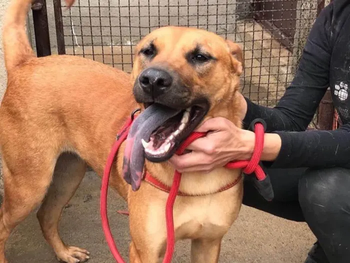 Cachorro ra a Srd idade 2 anos nome Bella