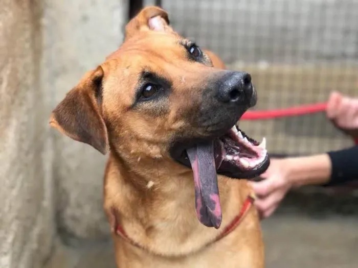 Cachorro ra a Srd idade 2 anos nome Bella