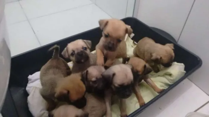Cachorro ra a Pug com vira latas idade Abaixo de 2 meses nome Filnotes