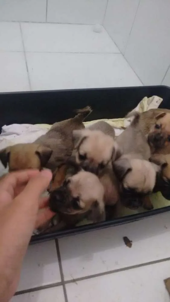 Cachorro ra a Pug com vira latas idade Abaixo de 2 meses nome Filnotes