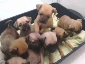 Cachorro raça Pug com vira latas idade Abaixo de 2 meses nome Filnotes
