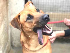 Cachorro raça Srd idade 2 anos nome Bella