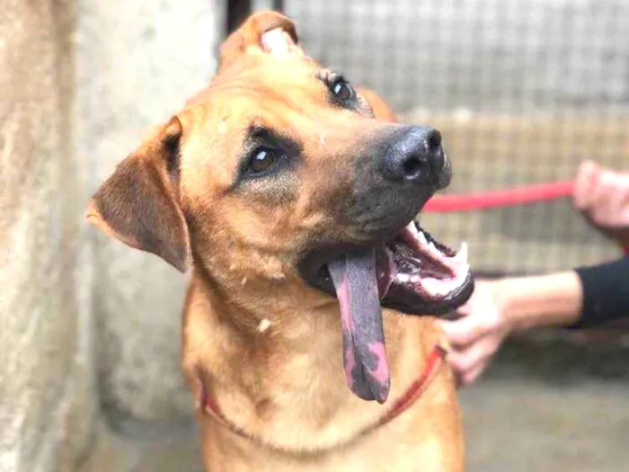 Cachorro ra a Srd idade 2 anos nome Bella