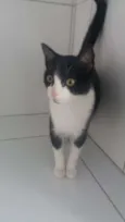 Frajola