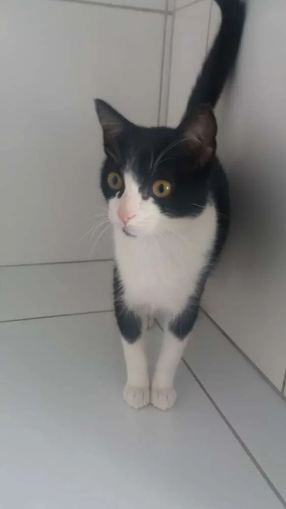 Gato ra a Felino idade 2 a 6 meses nome Frajola